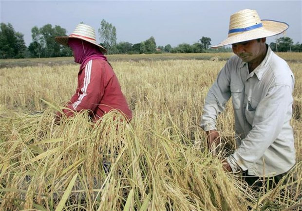 La production de riz de la Thaïlande pourrait chuter de 6 % à cause d'El Niño ảnh 1 La production de riz de la Thaïlande pourrait chuter de 6 % à cause d'El Niño ảnh 1