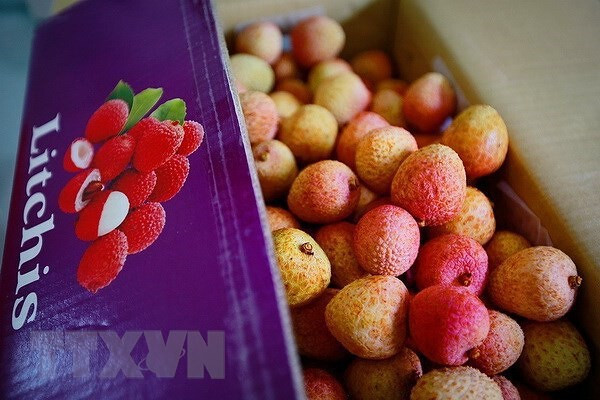 Le Vietnam cherche à élargir les marchés étrangers pour les litchis et les longanes ảnh 1 Le Vietnam cherche à élargir les marchés étrangers pour les litchis et les longanes ảnh 1