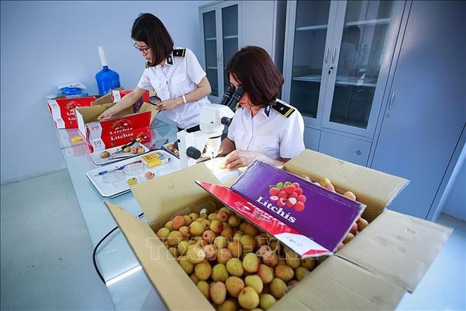 Bientôt un centre d'irradiation de fruits au Nord ảnh 2 Bientôt un centre d'irradiation de fruits au Nord ảnh 2