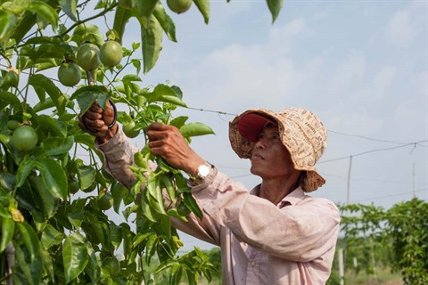 La mangue australienne et le fruit de la passion réunis sur le même sol à Tây Ninh ảnh 2 La mangue australienne et le fruit de la passion réunis sur le même sol à Tây Ninh ảnh 2