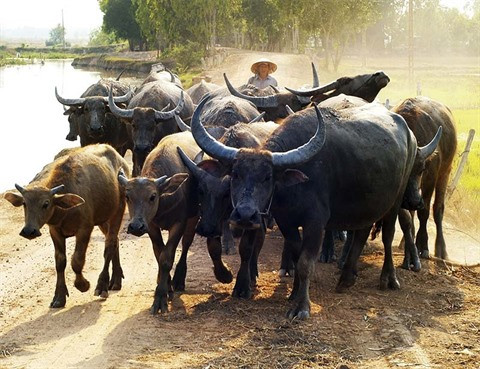 Plongée dans les rites du Têt traditionnel des ethnies minoritaires ảnh 1 Plongée dans les rites du Têt traditionnel des ethnies minoritaires ảnh 1