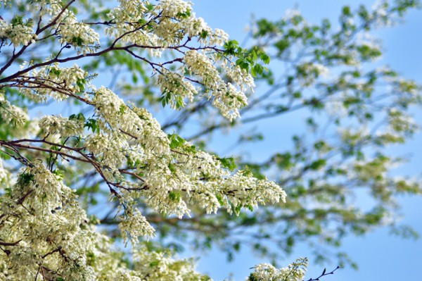 Hanoï: la beauté des fleurs du mois de mars ảnh 1 Hanoï: la beauté des fleurs du mois de mars ảnh 1