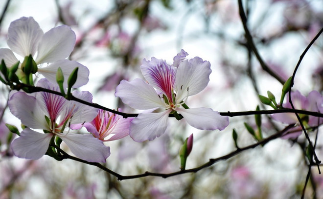 Hanoï: la beauté des fleurs du mois de mars ảnh 3 Hanoï: la beauté des fleurs du mois de mars ảnh 3