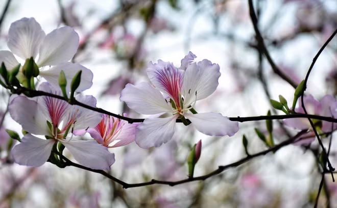 Hanoï: la beauté des fleurs du mois de mars ảnh 3