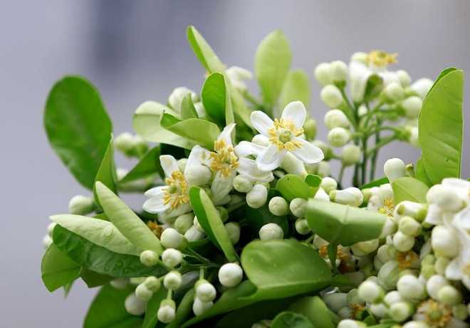 Hanoï: la beauté des fleurs du mois de mars ảnh 2 Hanoï: la beauté des fleurs du mois de mars ảnh 2