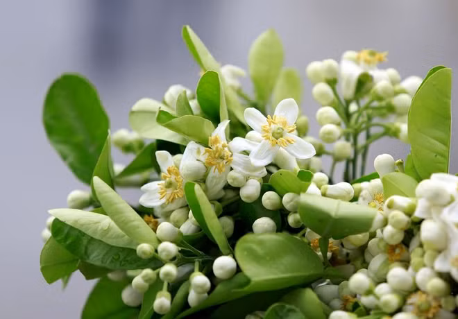 Hanoï: la beauté des fleurs du mois de mars ảnh 2