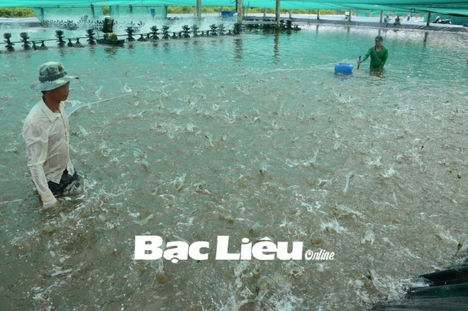 Bac Liêu compte porter à 60.000 ha le modèle de pénéiculture en association avec le riz ảnh 1