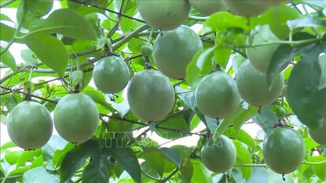 Le Vietnam peut exporter des fruits de la passion vers la Chine à partir du 1er juillet ảnh 1 Le Vietnam peut exporter des fruits de la passion vers la Chine à partir du 1er juillet ảnh 1