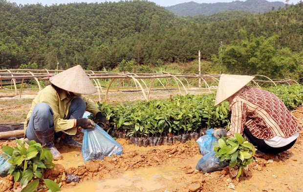 Des entreprises de Quang Ninh aident les agriculteurs à planter des forêts ảnh 1 Des entreprises de Quang Ninh aident les agriculteurs à planter des forêts ảnh 1