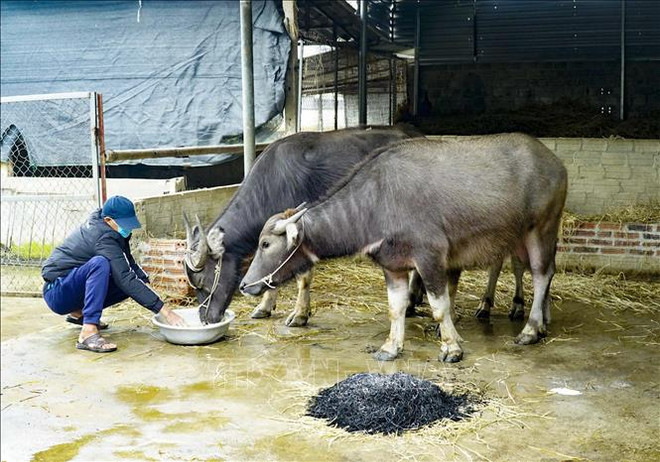 Une vague de froid intense continue de frapper les provinces du Nord du Vietnam ảnh 2 Une vague de froid intense continue de frapper les provinces du Nord du Vietnam ảnh 2