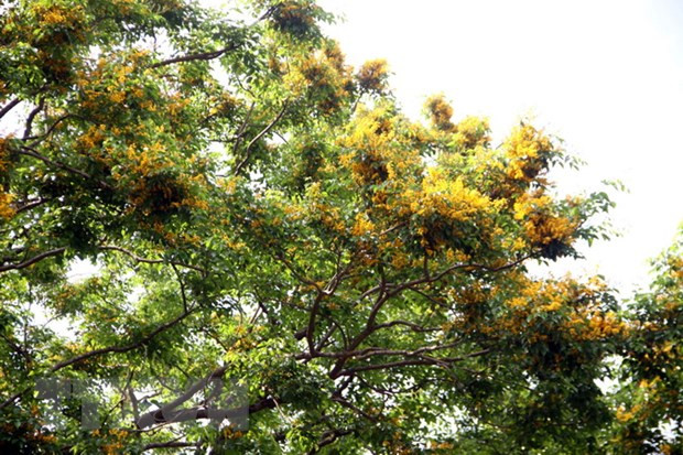 Ouverture d’une série de festivals dans les provinces de Quang Nam, Nghe An et Lao Cai ảnh 2 Ouverture d’une série de festivals dans les provinces de Quang Nam, Nghe An et Lao Cai ảnh 2