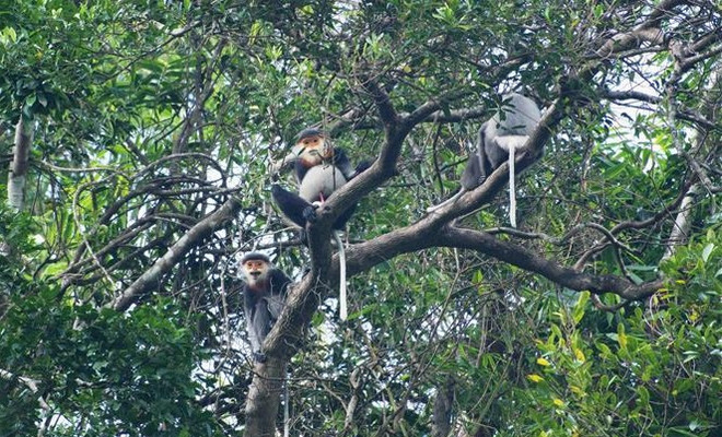 Quang Nam : assurant un environnement de vie pour les doucs langurs à pattes grises ảnh 1 Quang Nam : assurant un environnement de vie pour les doucs langurs à pattes grises ảnh 1
