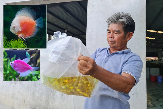 Le Vietnam parmi les grands exportateurs mondiaux de poissons d’ornement ảnh 1 Le Vietnam parmi les grands exportateurs mondiaux de poissons d’ornement ảnh 1