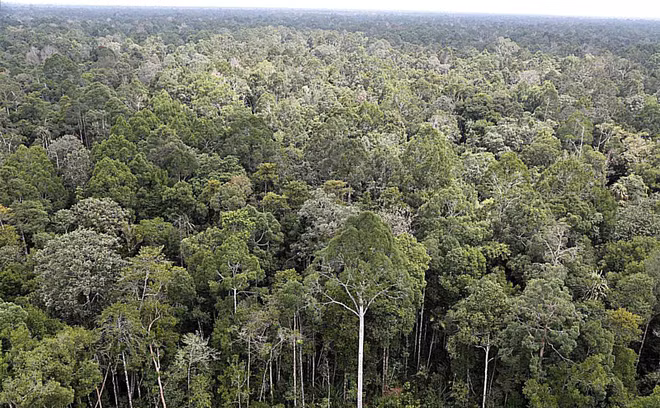 La BAD soutient le développement forestier durable en Asie du Sud-Est ảnh 1
