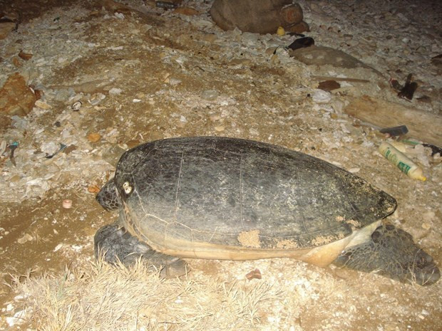Quang Tri: une tortue de 50 kg est relâchée à la mer ảnh 1 Quang Tri: une tortue de 50 kg est relâchée à la mer ảnh 1