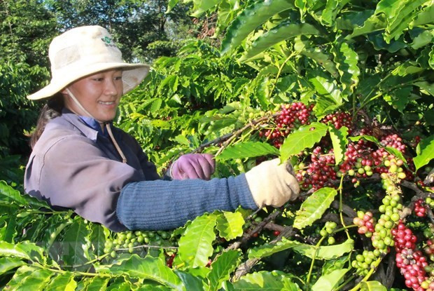 Algérie, marché d’exportation potentiel pour le café vietnamien ảnh 1 Algérie, marché d’exportation potentiel pour le café vietnamien ảnh 1