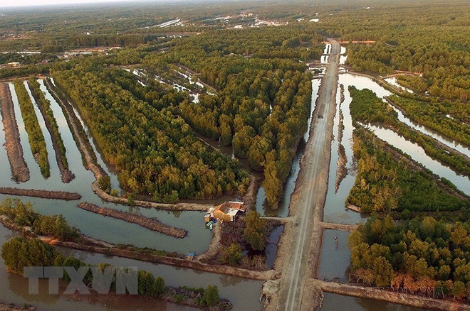 Découvrir les mangroves dans la province méridionale de Ca Mau ảnh 1 Découvrir les mangroves dans la province méridionale de Ca Mau ảnh 1