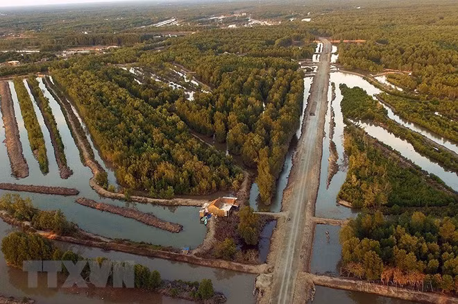 Découvrir les mangroves dans la province méridionale de Ca Mau ảnh 1