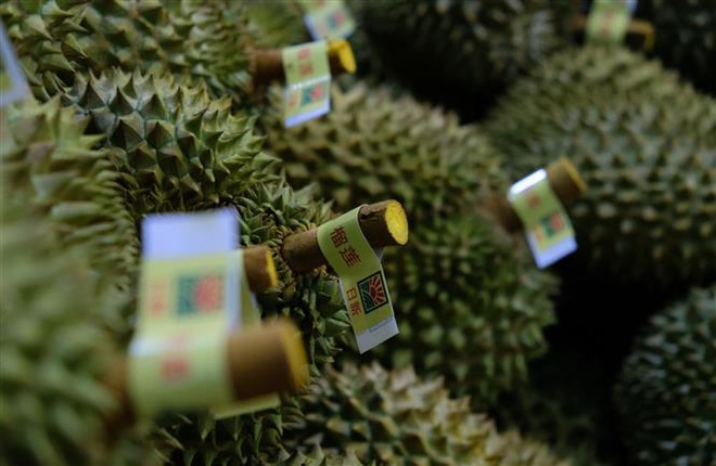 La province de Lâm Dông exporte son premier lot de durians vers la Chine ảnh 2 La province de Lâm Dông exporte son premier lot de durians vers la Chine ảnh 2