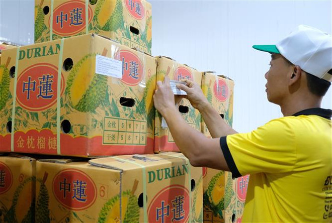 La province de Lâm Dông exporte son premier lot de durians vers la Chine ảnh 1 La province de Lâm Dông exporte son premier lot de durians vers la Chine ảnh 1