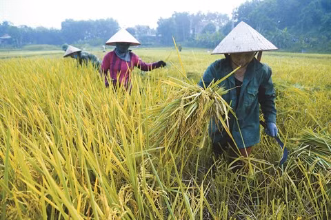 La tradition du travail bien fait ảnh 1