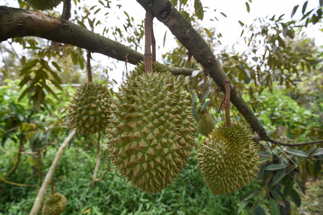 Création des zones de culture pour l'exportation de durian vers la Chine ảnh 1