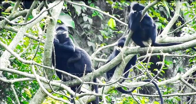 Protection des langurs à cou blanc dans la province de Quang Binh ảnh 1 Protection des langurs à cou blanc dans la province de Quang Binh ảnh 1