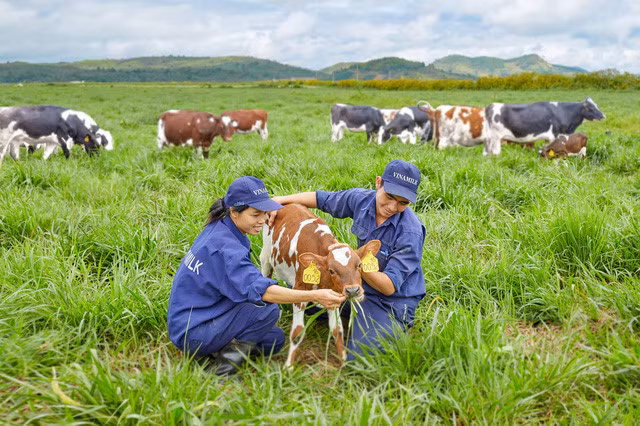 Vinamilk: fer de lance de l’industrie laitière vietnamienne ảnh 1 Vinamilk: fer de lance de l’industrie laitière vietnamienne ảnh 1