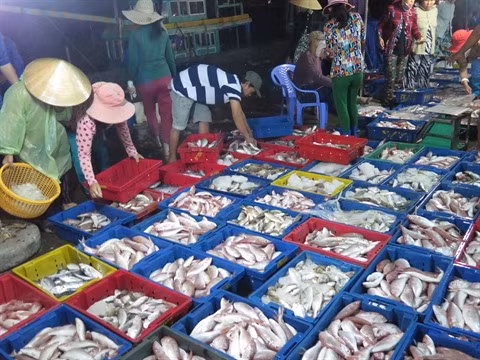 Ressources maritimes: durcissement de la législation à l’encontre de l’exploitation illégale ảnh 2 Ressources maritimes: durcissement de la législation à l’encontre de l’exploitation illégale ảnh 2