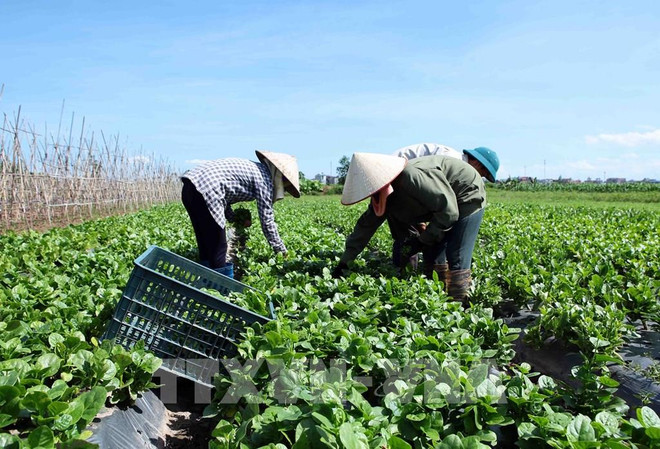 Le Vietnam et les Pays-Bas cherchent à stimuler le commerce des fruits et légumes ảnh 1