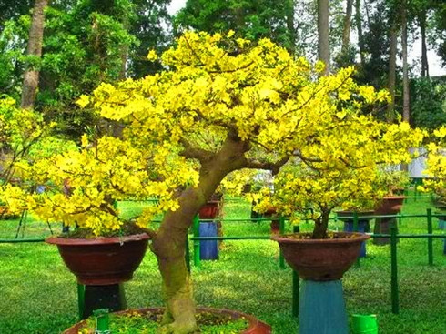 Quand les abricotiers fleurissent dans la mégapole du Sud ảnh 1 Quand les abricotiers fleurissent dans la mégapole du Sud ảnh 1