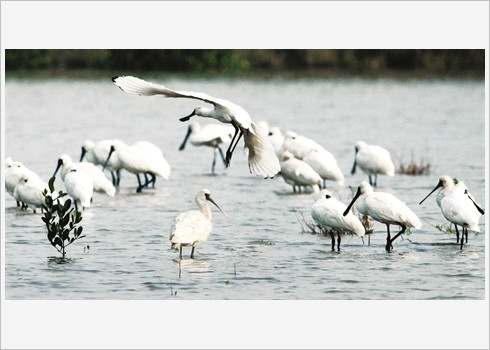 Voyager autrement au Parc national de Xuân Thuy ảnh 2 Voyager autrement au Parc national de Xuân Thuy ảnh 2