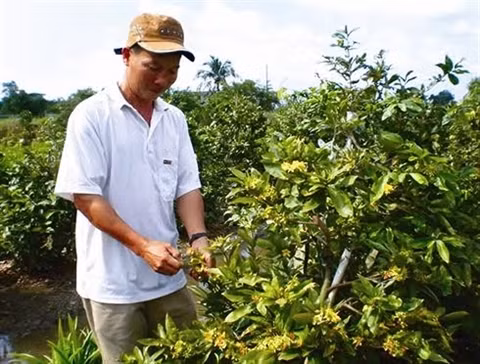 Quand les abricotiers fleurissent dans la mégapole du Sud ảnh 2 Quand les abricotiers fleurissent dans la mégapole du Sud ảnh 2