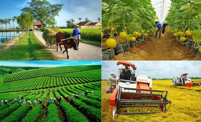 Croissance et développement inclusifs, double mission du secteur agricole en 2023 ảnh 3 Croissance et développement inclusifs, double mission du secteur agricole en 2023 ảnh 3