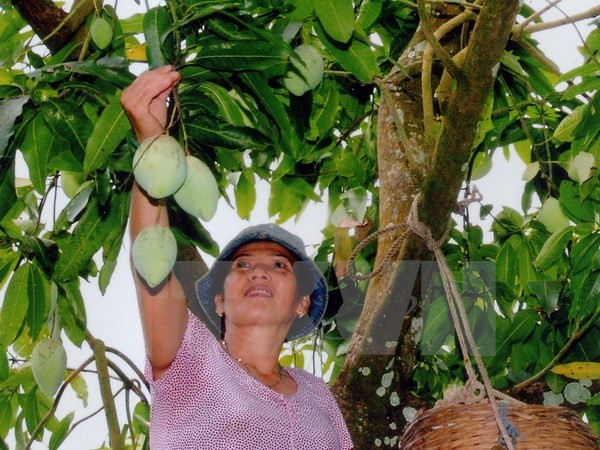 Dông Nai: Les mangues de la coopérative Xoai Suôi Lon entrent sur le sol australien ảnh 1 Dông Nai: Les mangues de la coopérative Xoai Suôi Lon entrent sur le sol australien ảnh 1