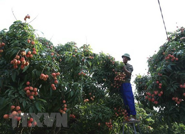Le litchi de Thanh Ha est officiellement vendu sur la plate-forme d'e-commerce Lazada ảnh 1 Le litchi de Thanh Ha est officiellement vendu sur la plate-forme d'e-commerce Lazada ảnh 1
