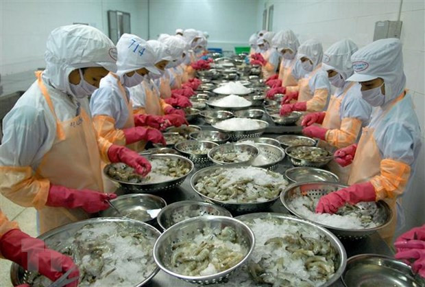 Crevetticulture : les entreprises visent un développement à long terme ảnh 1 Crevetticulture : les entreprises visent un développement à long terme ảnh 1