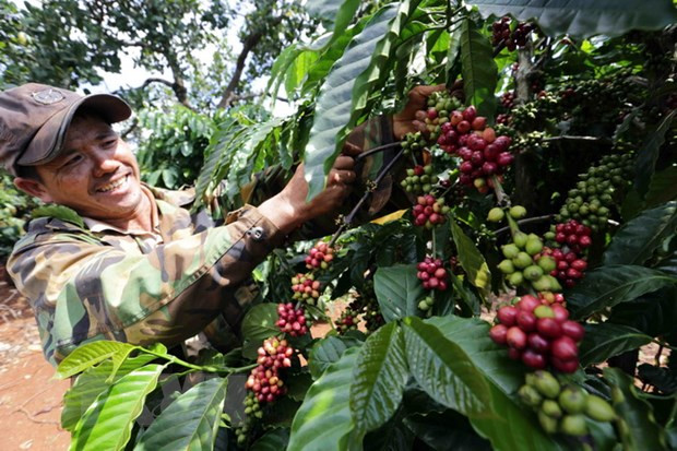 Exportations des produits agricoles, sylvicoles et aquatiques en hausse en trois mois ảnh 1 Exportations des produits agricoles, sylvicoles et aquatiques en hausse en trois mois ảnh 1