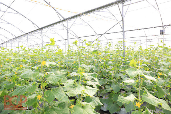 Bac Giang applique les sciences et technologies pour son développement socio-économique ảnh 1 Bac Giang applique les sciences et technologies pour son développement socio-économique ảnh 1