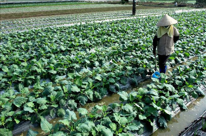 Le Vietnam stimule le développement de modèles des coopératives ảnh 1