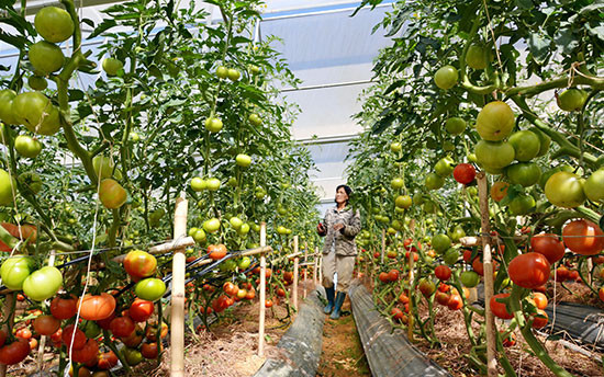 Lâm Dông : attrait de 500 millions de dollars dans l’agriculture high-tech ảnh 1