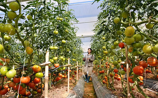 Lâm Dông : attrait de 500 millions de dollars dans l’agriculture high-tech ảnh 1 Lâm Dông : attrait de 500 millions de dollars dans l’agriculture high-tech ảnh 1