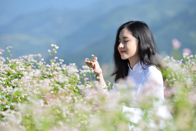 Sélection de la Miss "fleurs de sarrasin d’Ha Giang" ảnh 1 Sélection de la Miss "fleurs de sarrasin d’Ha Giang" ảnh 1