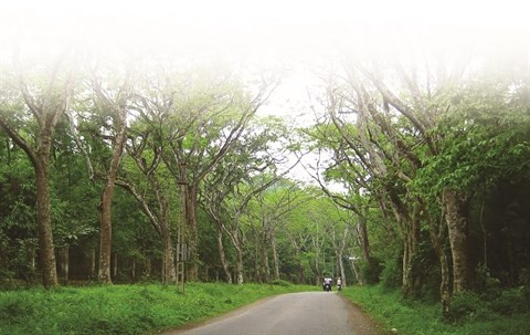 Parc national de Cuc Phuong, la réserve naturelle la plus importante du Vietnam ảnh 1 Parc national de Cuc Phuong, la réserve naturelle la plus importante du Vietnam ảnh 1
