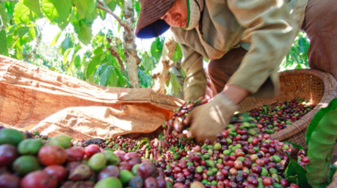 1er trimestre : bond des exportations nationales de riz et de café ảnh 1 1er trimestre : bond des exportations nationales de riz et de café ảnh 1