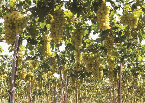 Des vignobles aux métiers traditionnels à Ninh Thuân ảnh 1 Des vignobles aux métiers traditionnels à Ninh Thuân ảnh 1