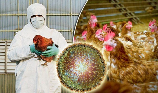 Le Cambodge signale le premier foyer de grippe aviaire H5N6 ảnh 1 Le Cambodge signale le premier foyer de grippe aviaire H5N6 ảnh 1