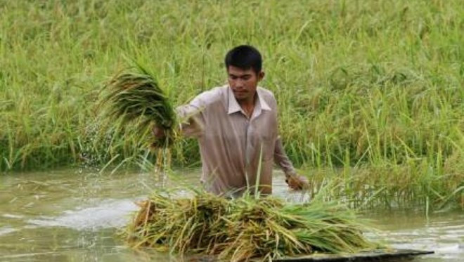 Le Cambodge saisira un tribunal européen contre les tarifs de l'UE sur le riz ảnh 1 Le Cambodge saisira un tribunal européen contre les tarifs de l'UE sur le riz ảnh 1