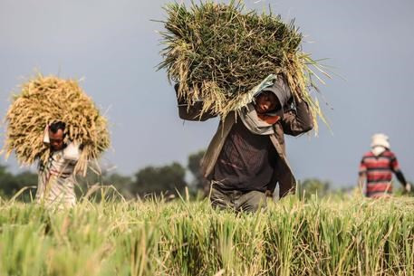 La CE envisage d’imposer les importations de riz du Cambodge et du Myanmar ảnh 1 La CE envisage d’imposer les importations de riz du Cambodge et du Myanmar ảnh 1