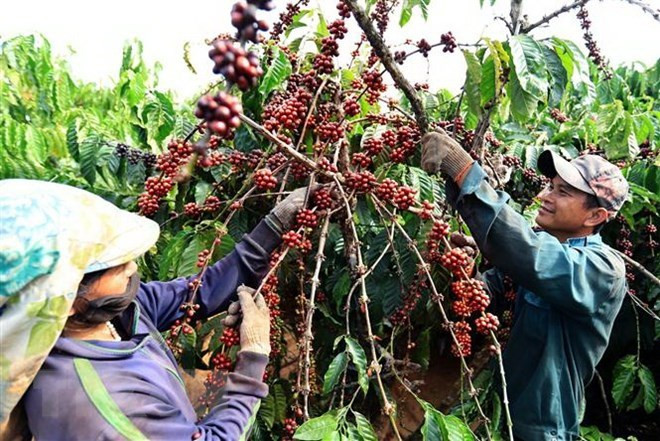 L’Afrique du Sud reste le principal partenaire commercial du Vietnam en Afrique ảnh 1 L’Afrique du Sud reste le principal partenaire commercial du Vietnam en Afrique ảnh 1